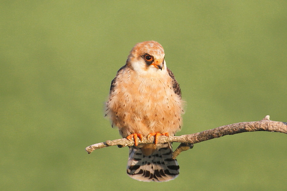 Red-footed Falcon, Hortobagy, Hungary, 28/5/2011