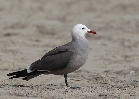 Heerman's Gull, adult, Santa Barbara, California, 21/2/2015