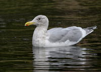 GLAUCOUS-WINGED GULL