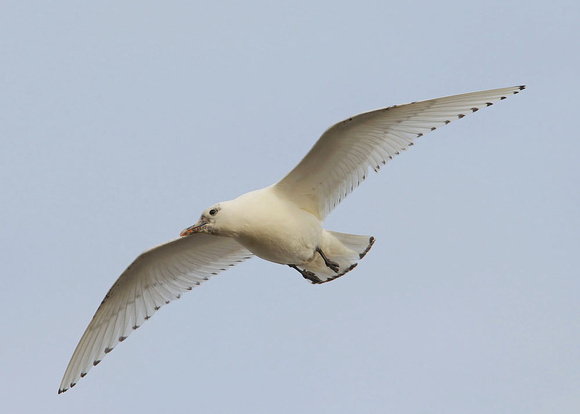Ivory Gull, juvenile, Patrington, East Yorkshire, 20/12/13