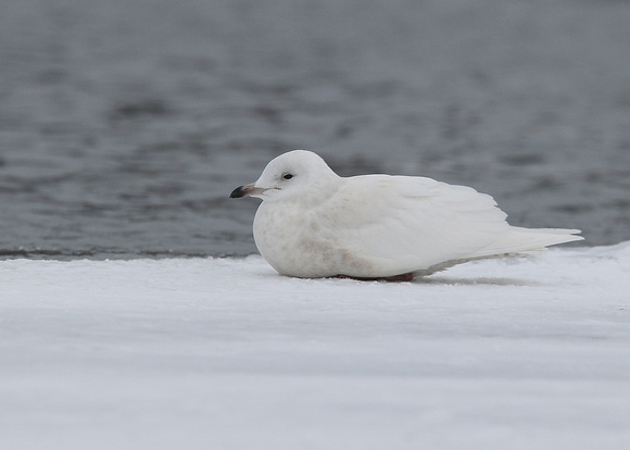 Kumlien's Gull, juvenile, 2nd cy, Quidi Vidi Lake, St. John's, NL, Canada, Feb '17