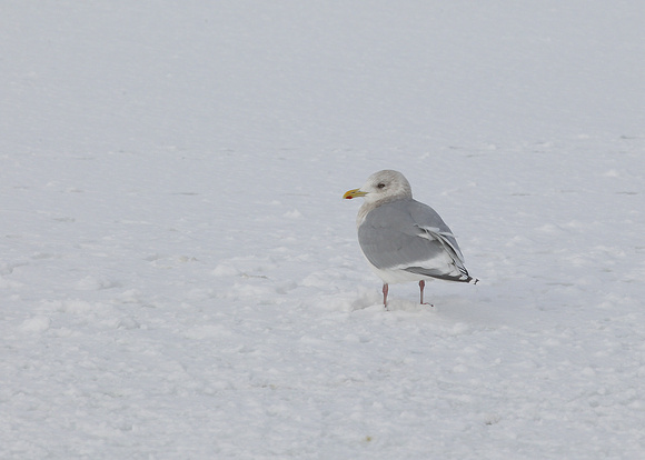Kumlien's Gull, adult, Quidi Vidi Lake, St. John's,  NL, Canada, Feb '17