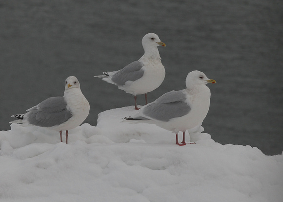 Kumlien's Gull, adult, St. John's Harbour,  NL, Canada, Feb '17