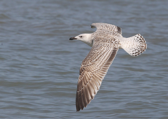Great Black-backed Gull, 2nd cy, Dungeness, Kent, 8/04/2017