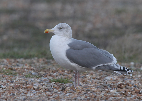 Northern Herring Gull, adult, Dungeness, Kent, 16/12/2017