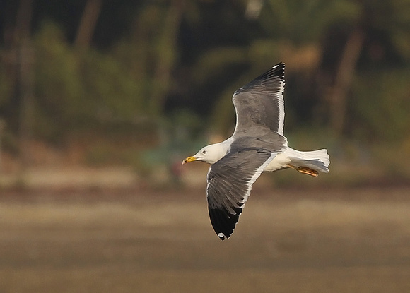Heauglin's Gull, adult, Morjim, Goa, India, 12/02/2018