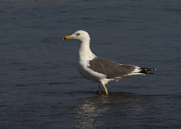 Heauglin's Gull, adult winter, Kalba, nr Fujairah, UAE, Jan 2015