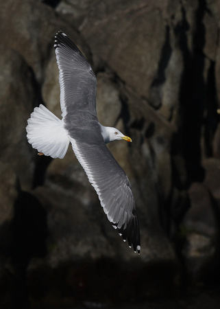 Azorean Yellow-legged Gull, adult, Sao Miguel, Azores, November 2016