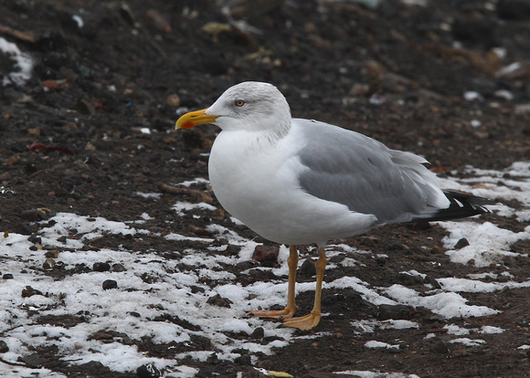 Herring Gull, omissus, adult winter, Getlini, Riga, Latvia, 22/11/2014