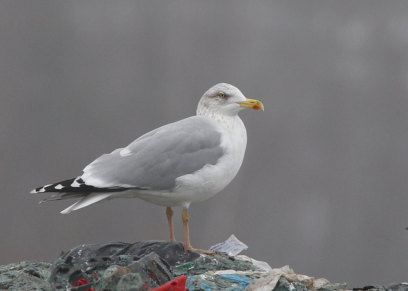 Herring Gull, omissus, adult winter, Getlini, Riga, Latvia, 22/11/2014