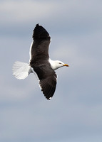'Baltic Gull', Lesser Black-backed Gull, larus fuscus fuscus