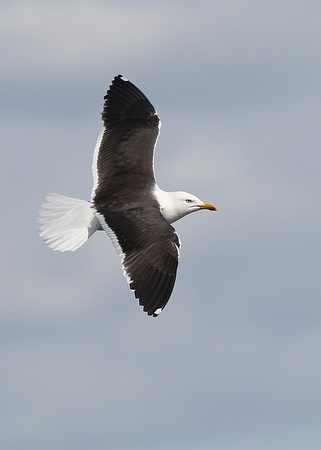 'Baltic Gull', Lesser Black-backed Gull, Larus fuscus fuscus, Stockholm, Sweden, 9/5/2015
