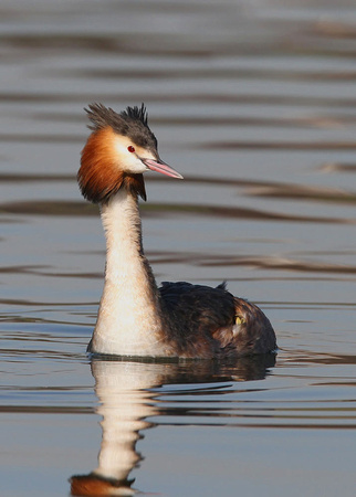 Great-crested Grebe, Hyde Park, 19/2/2013