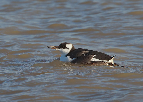 Common Guillimot, Dungeness, 19/1/14