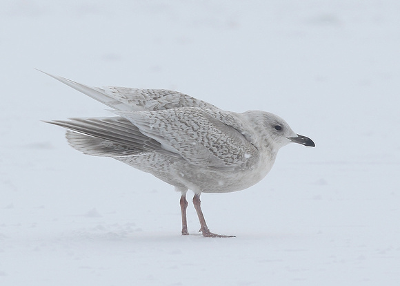 Kumlien's Gull, juvenile, 2nd cy, Quidi Vidi Lake, NL, Canada, Feb '17