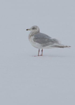 Kumlien's Gull, 3rd winter, Quidi Vidi Lake, St John's, NL, Canada, Feb '17