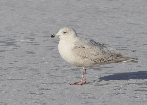 Kumlien's Gull, 2nd winter, Quidi Vidi Lake, St, John's, NL, Canada, Feb '17