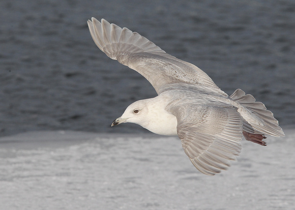 Kumlien's Gull, 2nd winter, Quidi Vidi Lake, St. John's, NL, Canada, Feb '17
