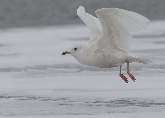 Kumlien's Gull, juvenile, 2nd cy, Quidi Vidi Lake, St. John's, NL, Canada, Feb '17
