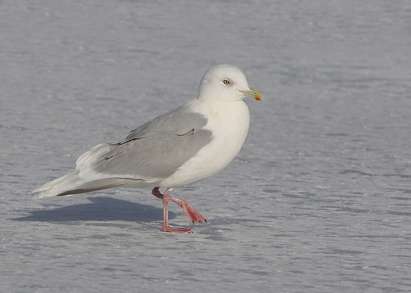Kumlien's Gull, adult, Quidi Vidi Lake, St. John's,  NL, Canada, Feb '17