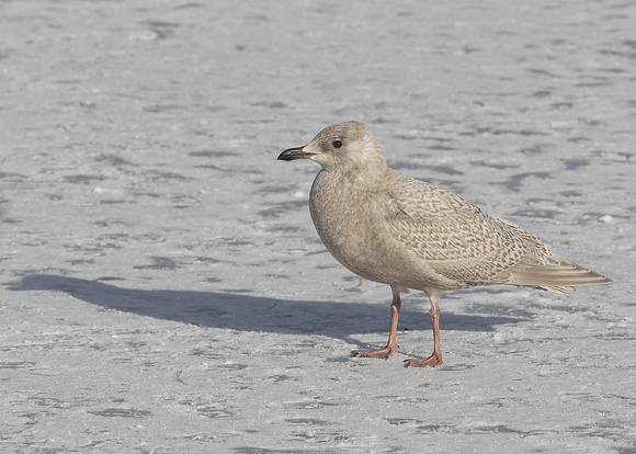 Kumlien's Gull, juvenile, 2nd cy, Quidi Vidi Lake, NL, Canada, Feb '17