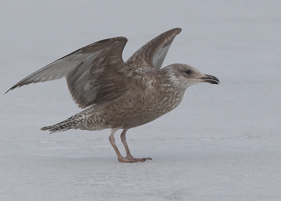 American Herring Gull, 1st winter, Quidi Vidi Lake, St. John's,  NL, Canada, Feb '17