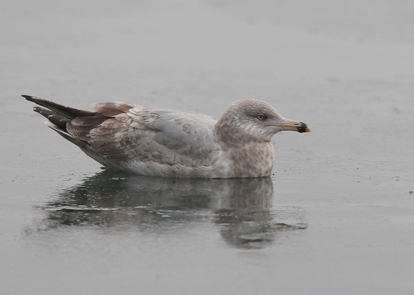 American Herring Gull, 2nd winter, Quidi Vidi Lake, St. John's,  NL, Canada, Feb '17