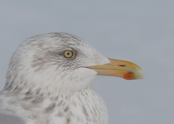 American Herring Gull, adult, Quidi Vidi Lake, St. John's,  NL, Canada, Feb '17