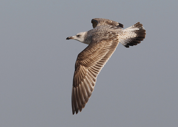 Caspian Gull, 1st winter, Yellow ring: X060, Germany mixed colony, Dungeness, , Kent, 21/1/2017