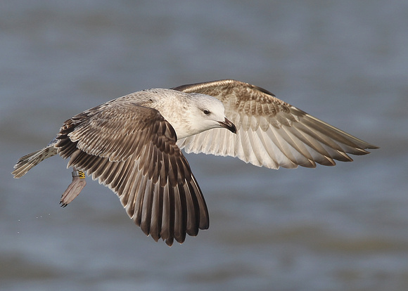 Caspian Gull, 1st winter, Yellow ring: X060, Germany mixed colony, Dungeness, , Kent, 21/1/2017