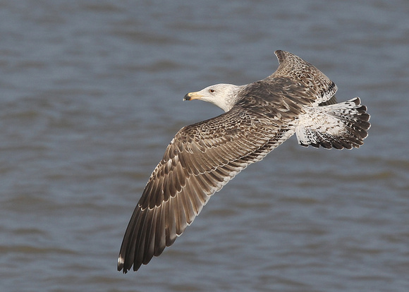 Great Black-backed Gull, 3rd cy, Dungeness, Kent, 8/04/2017