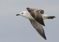 Caspian Gull, 1st winter, Erith Pier, 02/04/2021