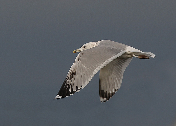 Caspian Gull, sub adult, White ring: 265.S  (Slovakia)Dungeness, Kent, 4/11/2017