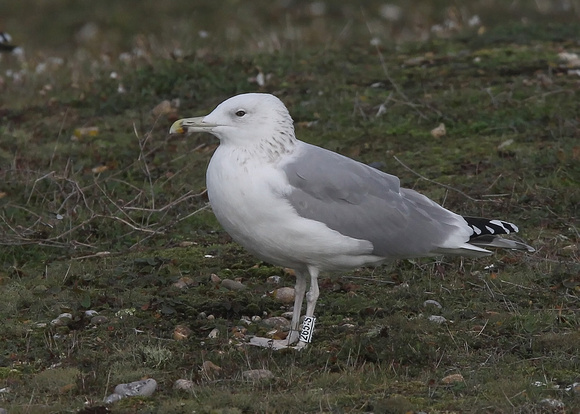 Caspian Gull, sub adult, White ring: 265.S  (Slovakia)Dungeness, Kent, 4/11/2017