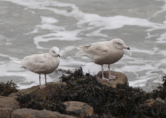 Glaucous Gull, juvenile, Spiddal Pier, Co Galway, Ireland, 23/01/2018