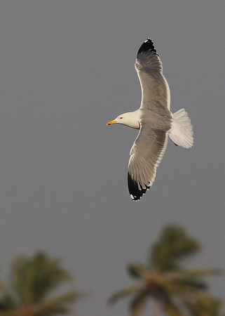 Steppe Gull, adult, Morjim, Goa, India, 12/02/2018