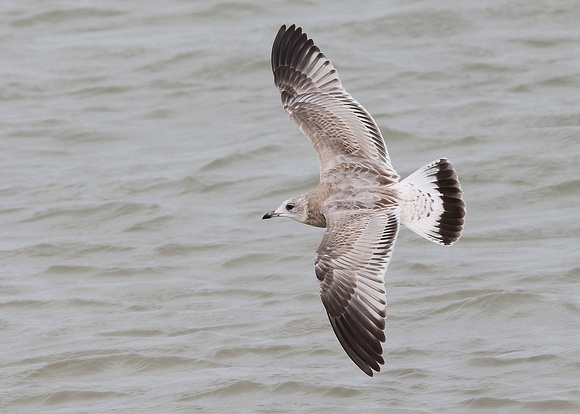 Common Gull, juvenile 1st cy,  Dungeness, , Kent, 24/08/2018