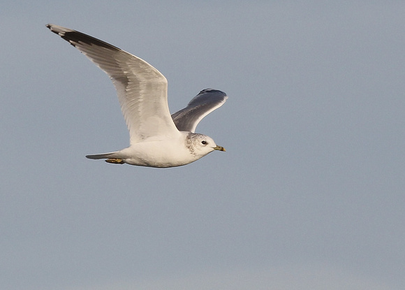 Common Gull, adult winter, Dungeness, Kent, 3/11/2018