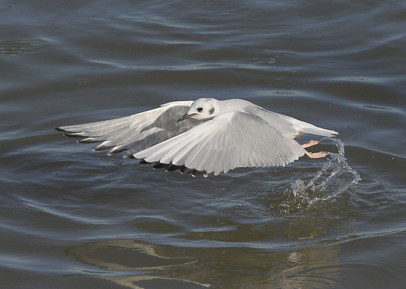 Bonaparte's Gull, adult, winter Erith Pier, Kent, 5/1/2019
