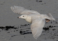 Glaucous Gull, juvenile, (2nd cy), Rossaveel, County Galway, Ireland 1/03/2020
