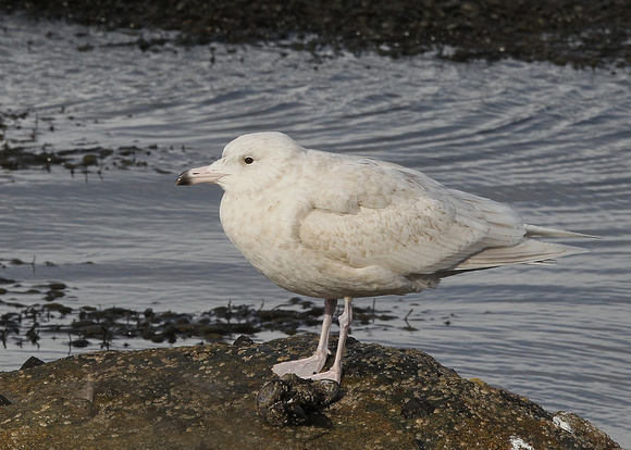 Glaucous Gull, juvenile, (2nd cy), Rossaveel, County Galway, Ireland 1/03/2020