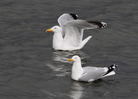 Herring Gull, adult, Rossaveel, County Galway, Ireland 2/03/2020