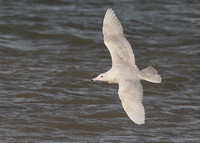 Glaucous Gull, juvenile, 2nd cy, Dungeness, 14/03/2020