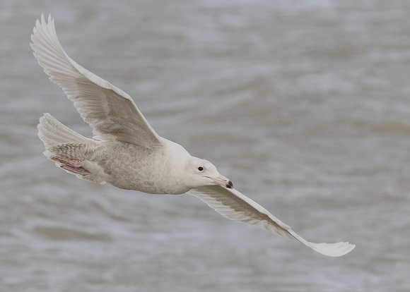 Glaucous Gull, juvenile, 2nd cy, Dungeness, 15/03/2020