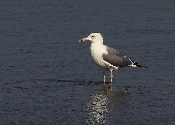 Steppe Gull, adult winter, Kalba, nr Fujairah, UAE, Jan 2015