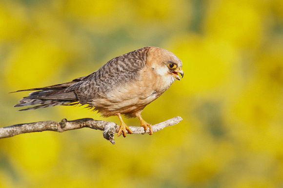 Red-footed Falcon, Hortobagy, Hungary, 10/7/2011