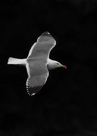 Azorean Yellow-legged Gull, adult, Sao Miguel, Azores, November 2016