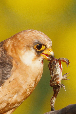 Red-footed Falcon, Hortobagy, Hungary, 10/7/2011